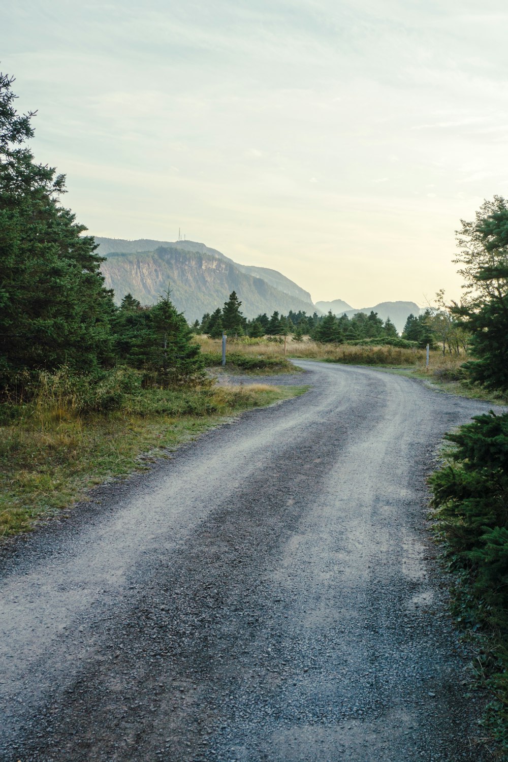 a dirt road with trees and grass on either side of it