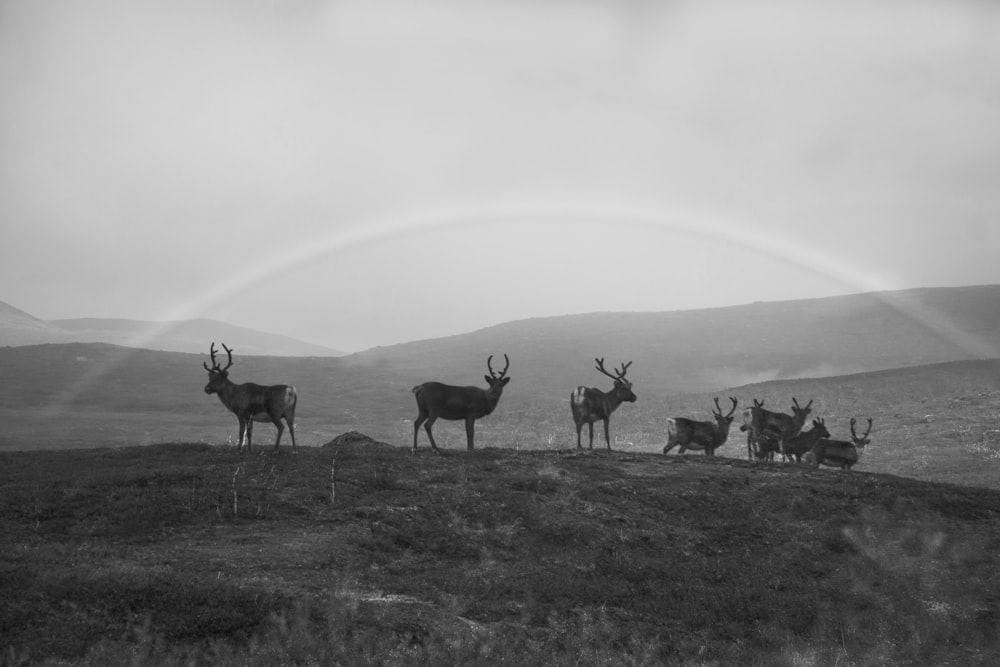 a group of animals in a field