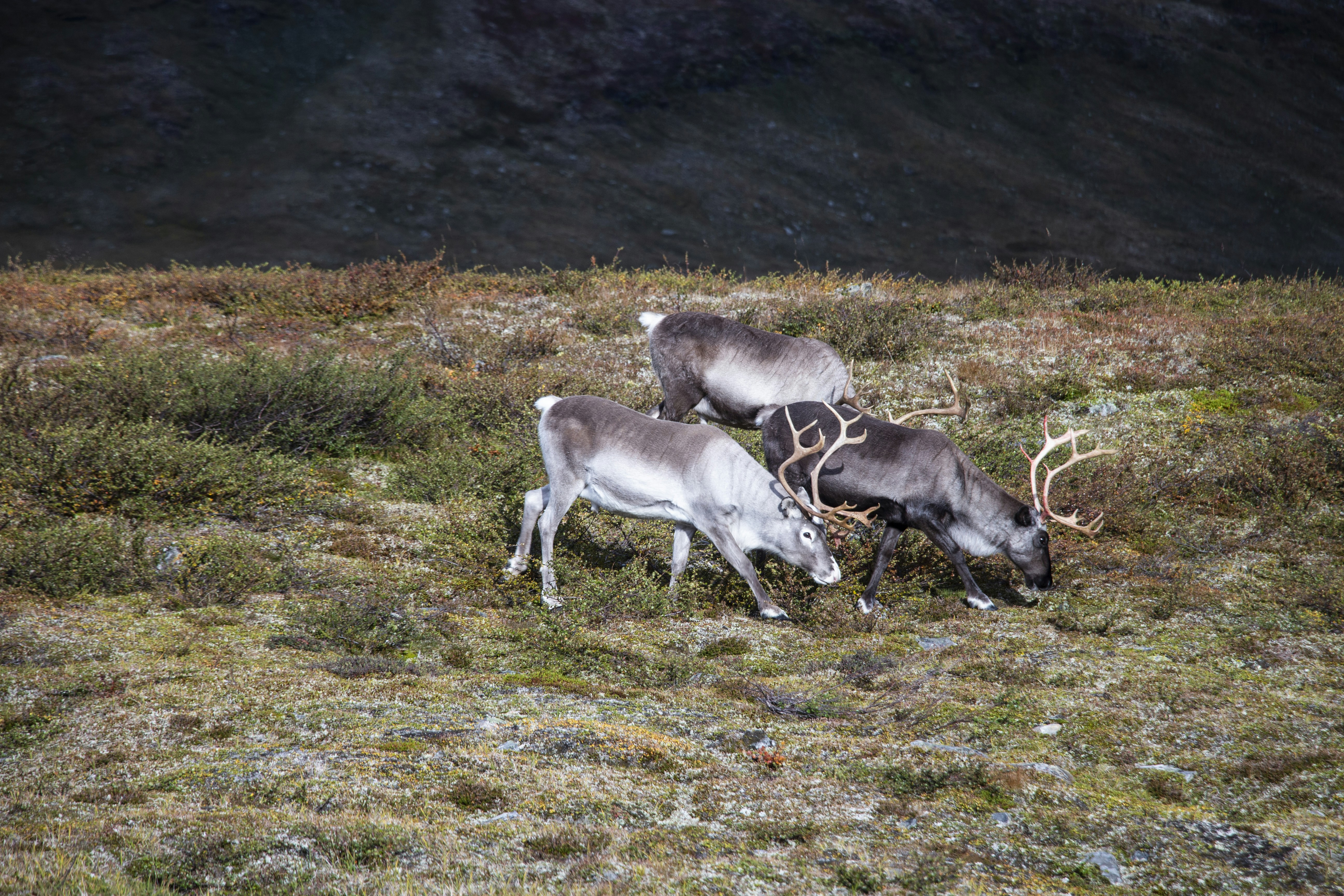 a group of deer in a field