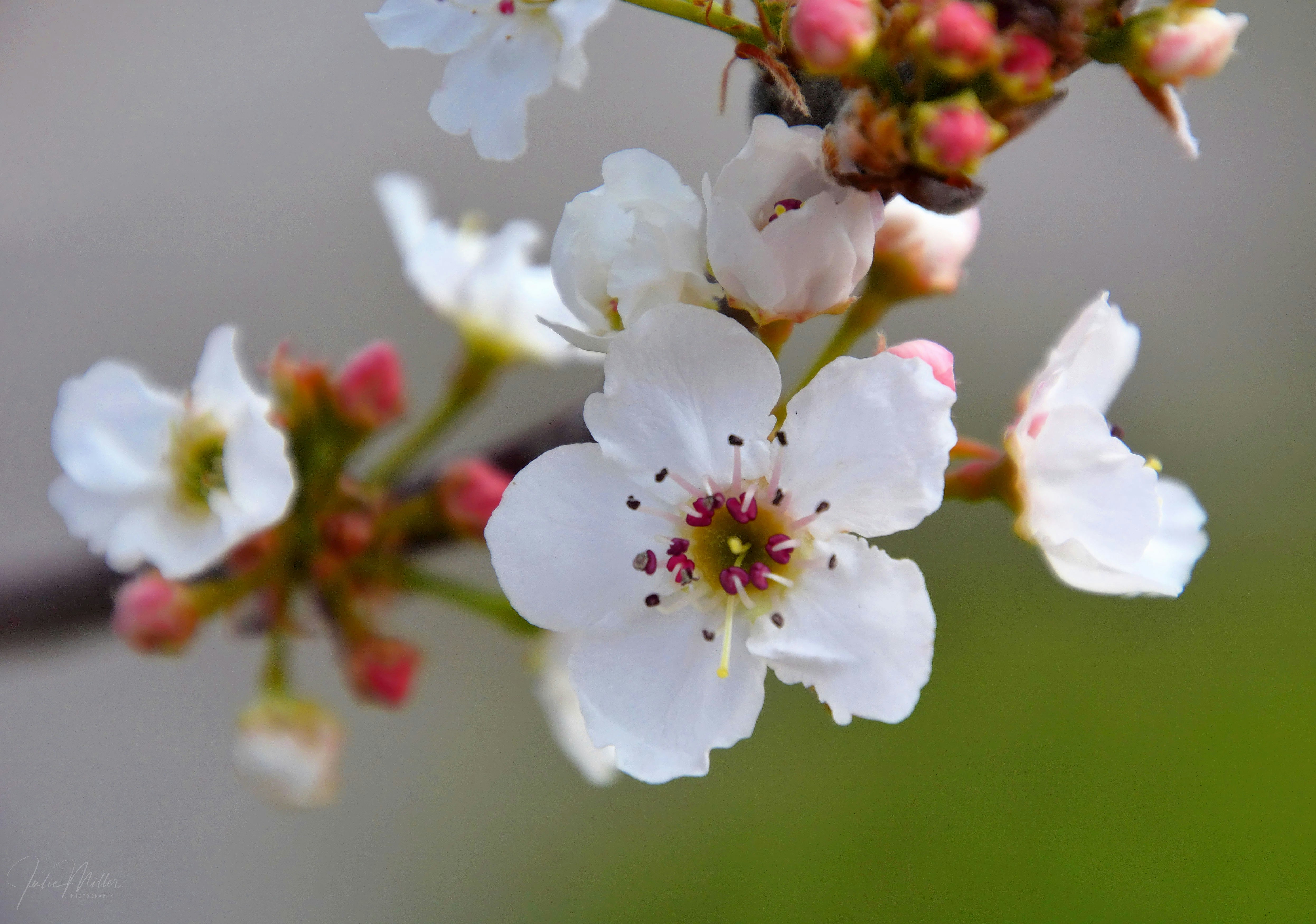 Photo by julie_miller_photography