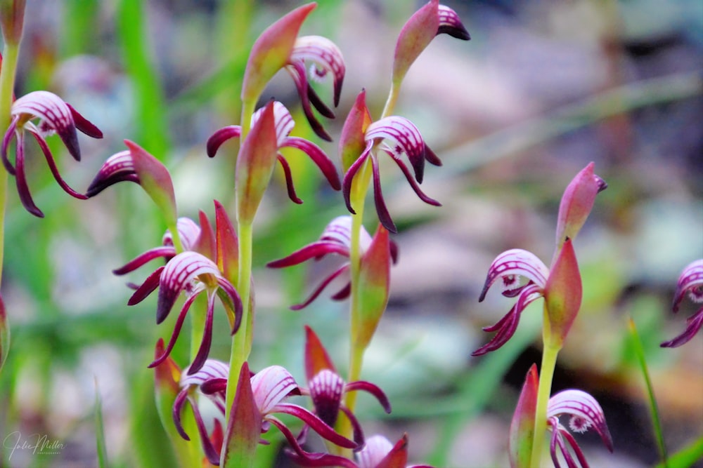 a close up of a flower