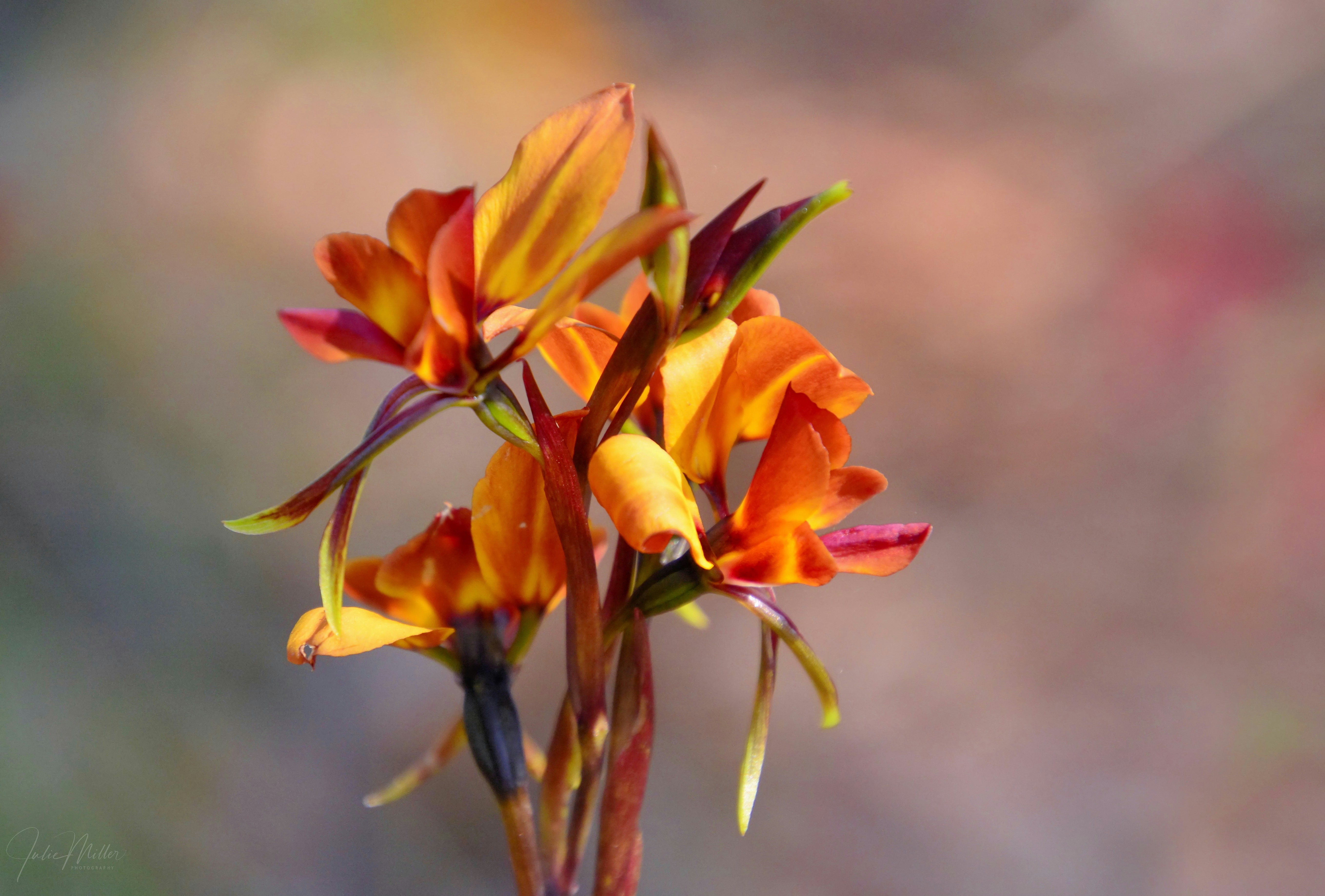 Photo by julie_miller_photography