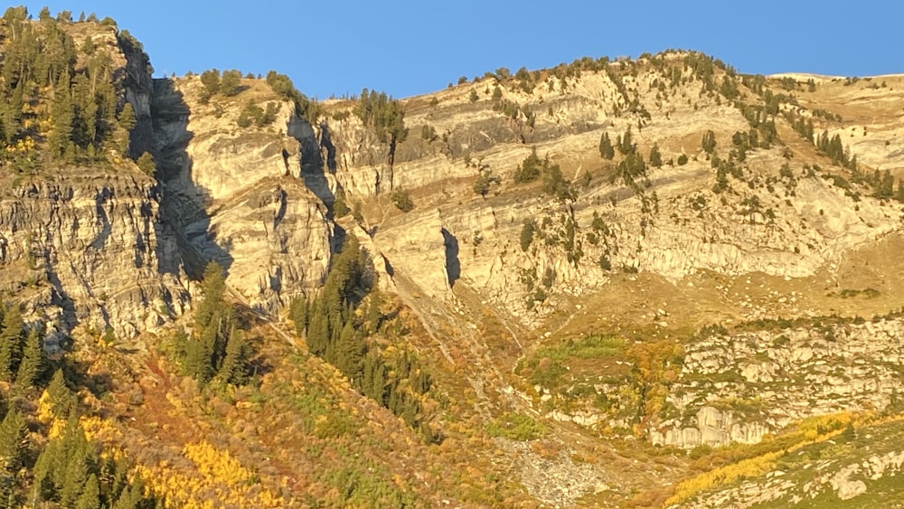 a rocky mountain with trees