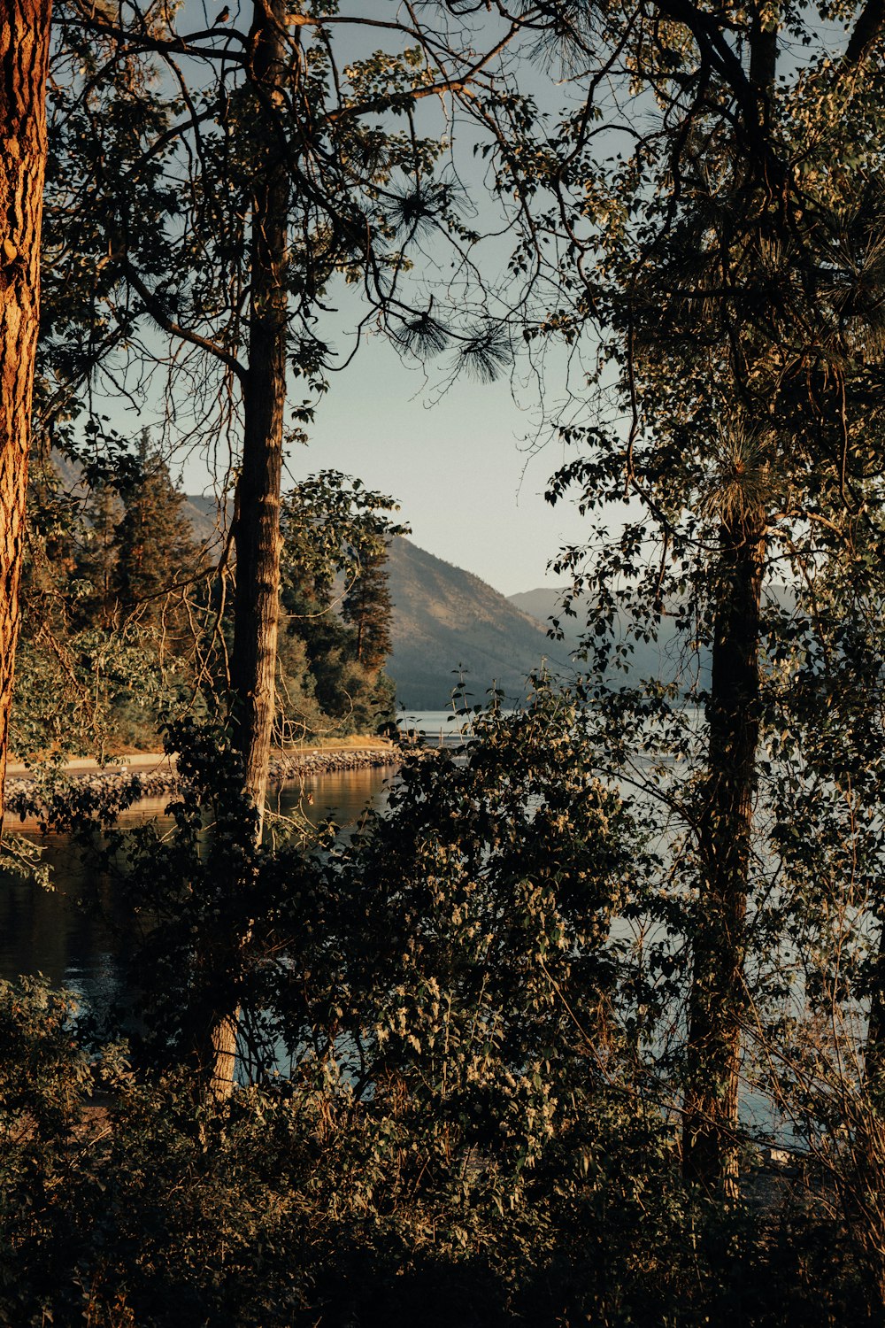 a view of a lake and some trees