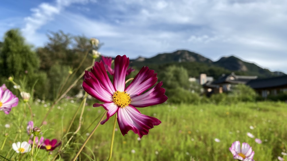 a flower in a field