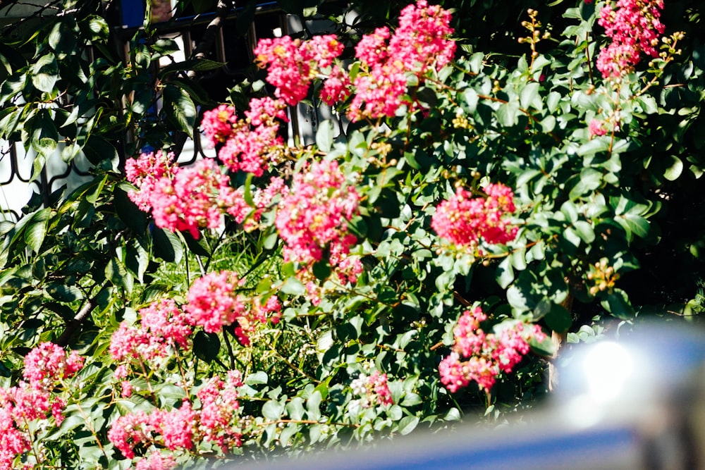 a bush of flowers