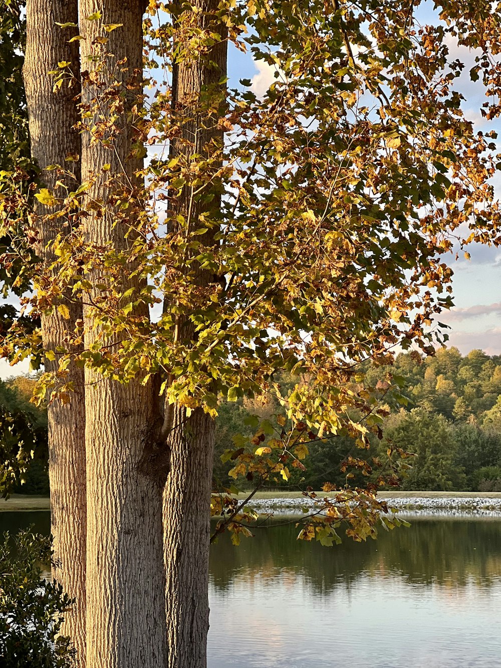 a tree next to a body of water