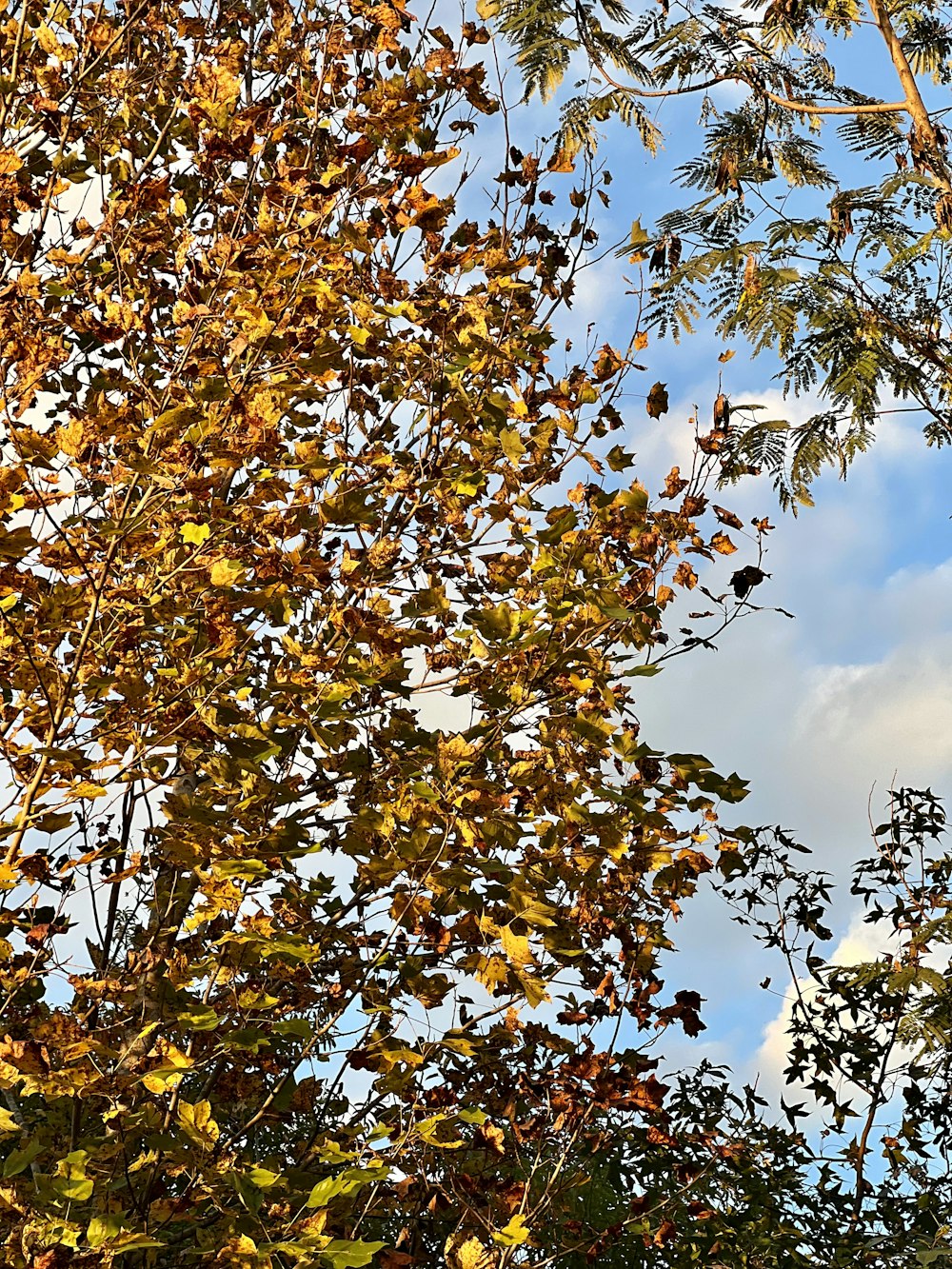 a tree with yellow leaves