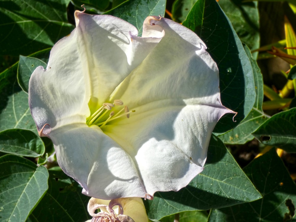 a white flower on a plant