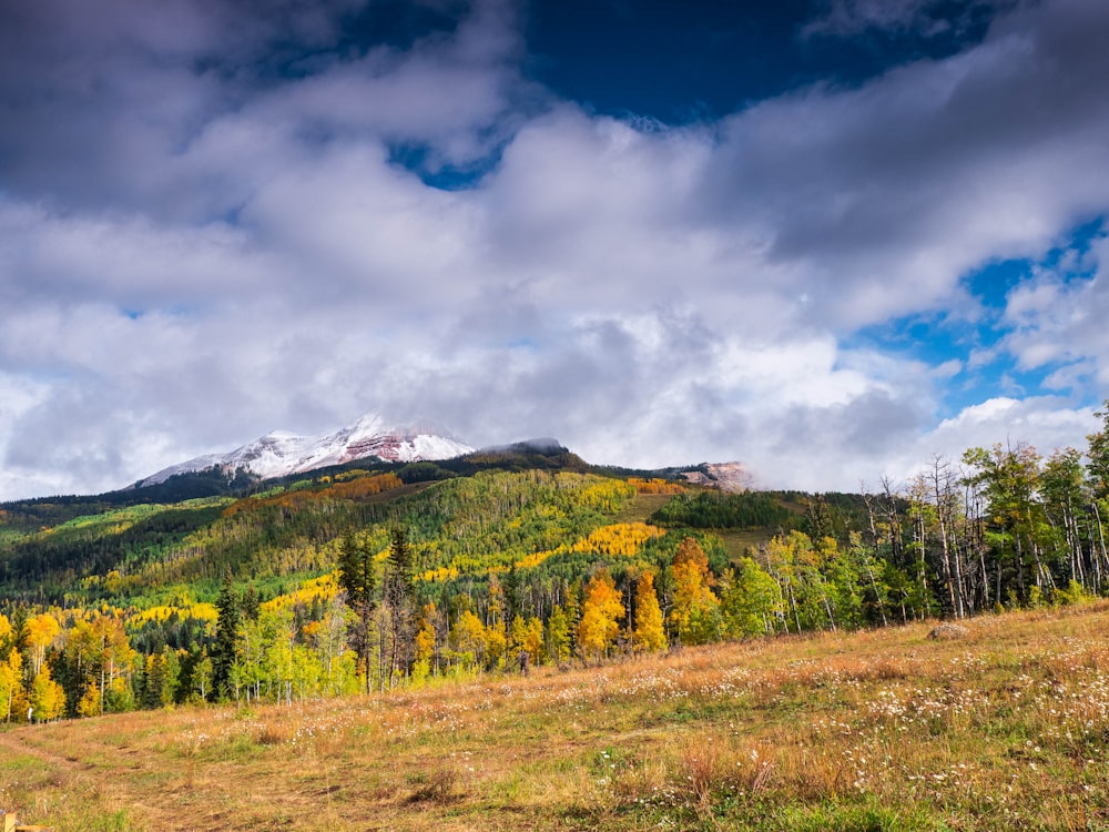 a forest of trees and mountains