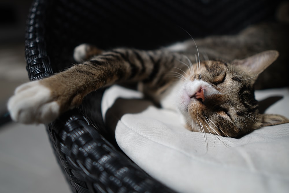 a cat sleeping on a person's lap