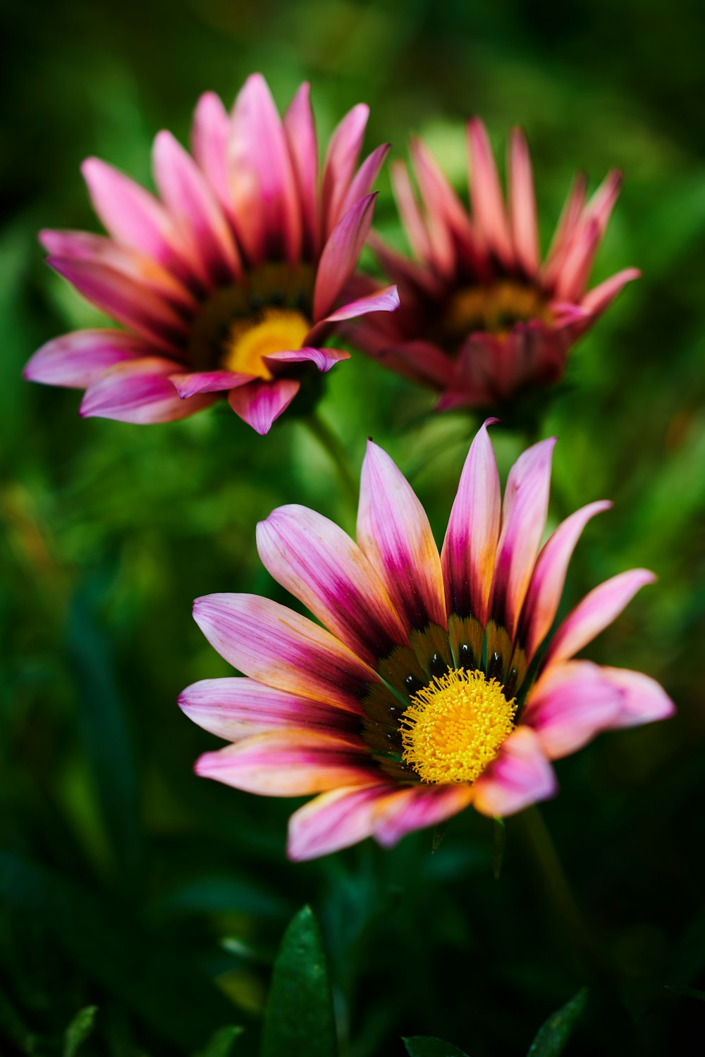 a group of pink flowers