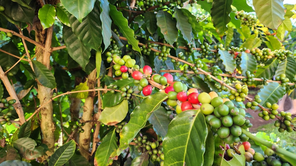 a tree with green leaves and red berries