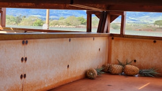 Several ripe pineapples are placed on the rusty orange surface of an open metal container. In the background, there is a lush green landscape with trees, fields, and blue mountains under a clear sky.