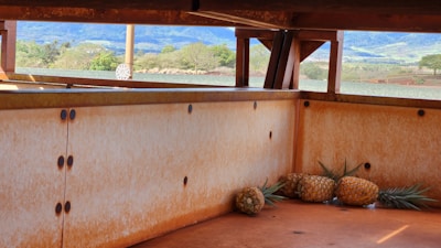 Several ripe pineapples are placed on the rusty orange surface of an open metal container. In the background, there is a lush green landscape with trees, fields, and blue mountains under a clear sky.