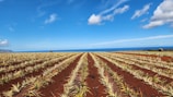 A vast agricultural field with neat rows of young plants, stretching toward the horizon. The earth is a rich red color, contrasting against the green plants. In the distance, there is a clear view of the ocean under a bright blue sky with scattered white clouds.