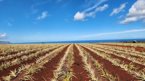A vast agricultural field with neat rows of young plants, stretching toward the horizon. The earth is a rich red color, contrasting against the green plants. In the distance, there is a clear view of the ocean under a bright blue sky with scattered white clouds.