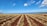 A vast agricultural field with neat rows of young plants, stretching toward the horizon. The earth is a rich red color, contrasting against the green plants. In the distance, there is a clear view of the ocean under a bright blue sky with scattered white clouds.