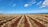 A vast agricultural field with neat rows of young plants, stretching toward the horizon. The earth is a rich red color, contrasting against the green plants. In the distance, there is a clear view of the ocean under a bright blue sky with scattered white clouds.