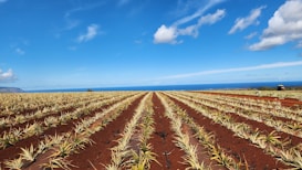 A vast agricultural field with neat rows of young plants, stretching toward the horizon. The earth is a rich red color, contrasting against the green plants. In the distance, there is a clear view of the ocean under a bright blue sky with scattered white clouds.