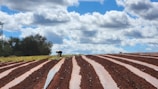 Farmers working together in a field with plastic mulch.