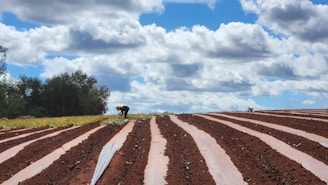 Agricultural field with workers planting and inspecting crops under clear sky