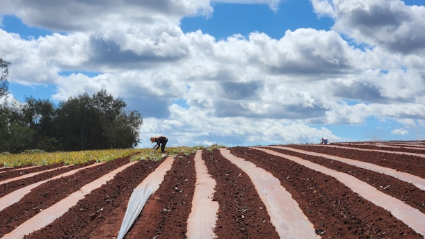 Agricultural field with workers planting and inspecting crops under clear sky