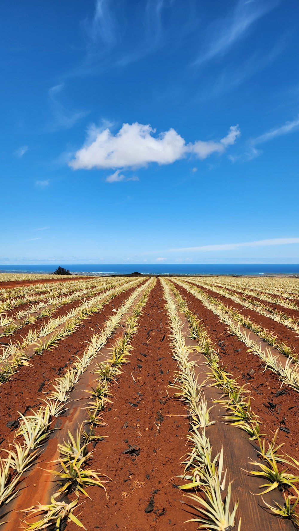 a field of crops