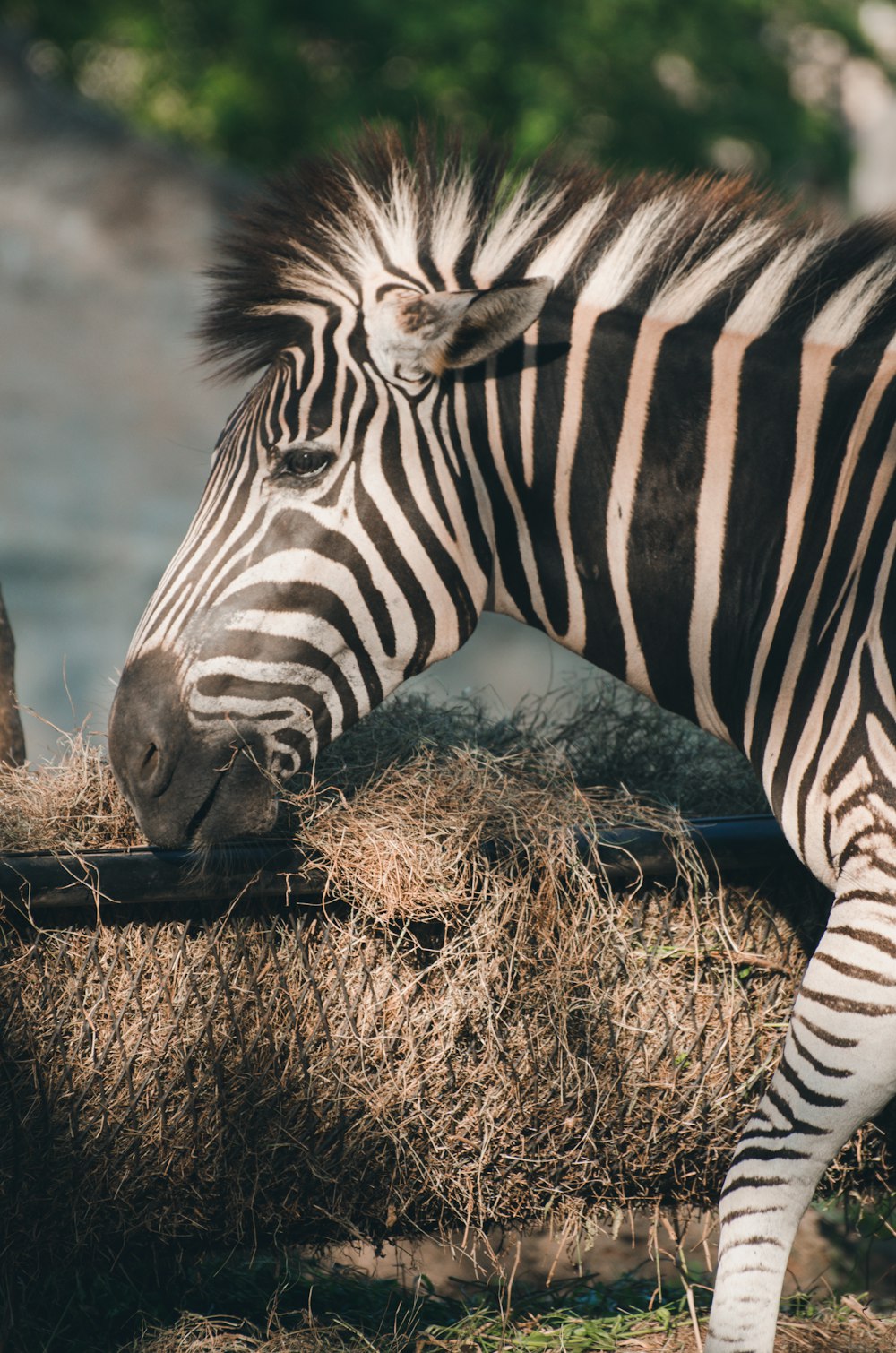 a zebra eating hay