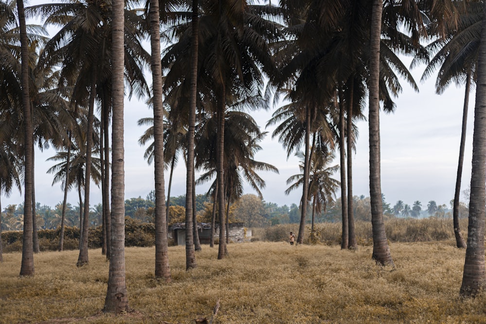 a group of palm trees