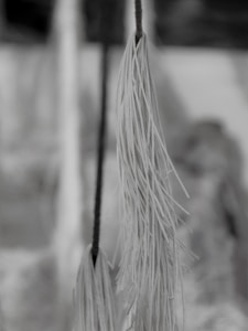A close-up of a tassel-like object hanging vertically, with fine threads gathered together. The background is blurred, creating a shallow depth of field effect, and the image is in black and white.