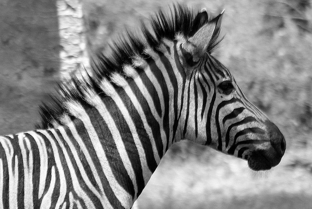 a couple of zebras stand near each other