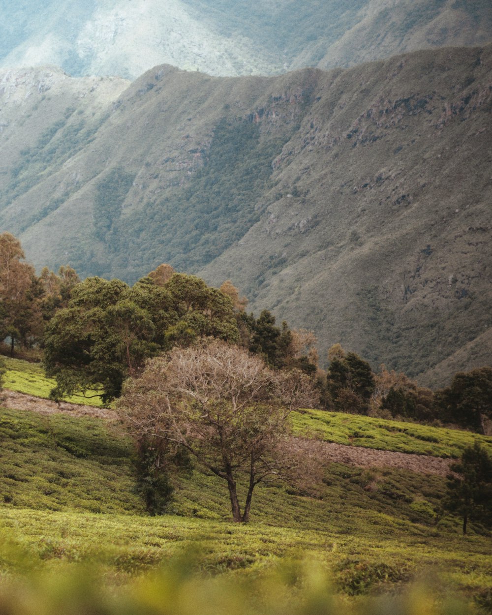 a tree in a field