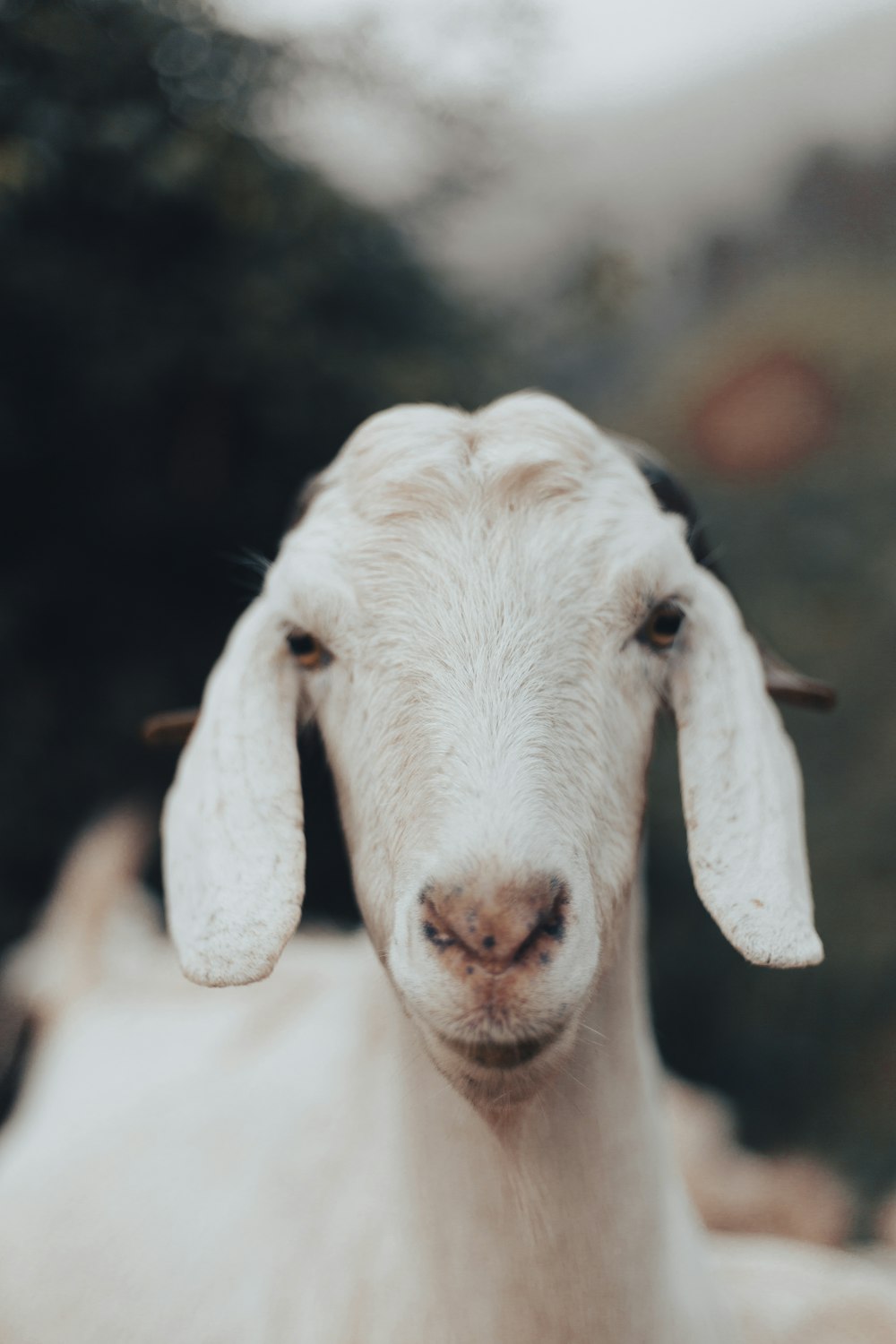 a white goat with white ears
