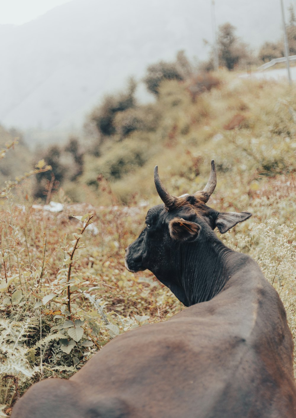 un animal à cornes couché