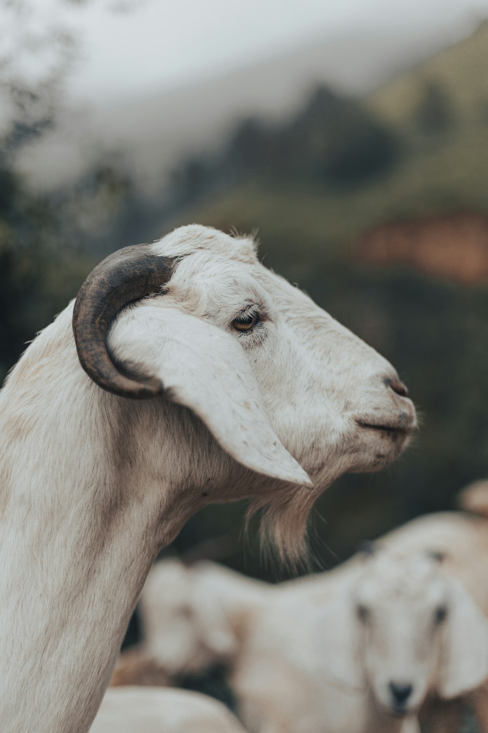 a goat with horns