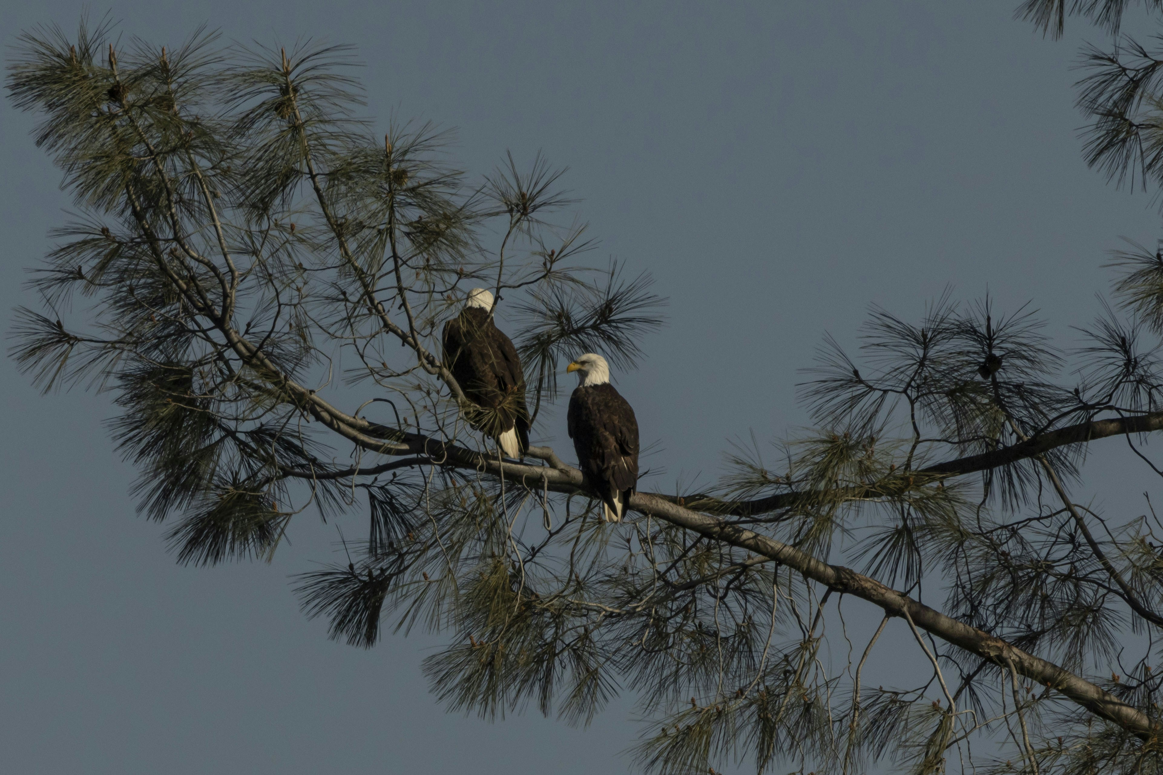 Photo by leo_visions_