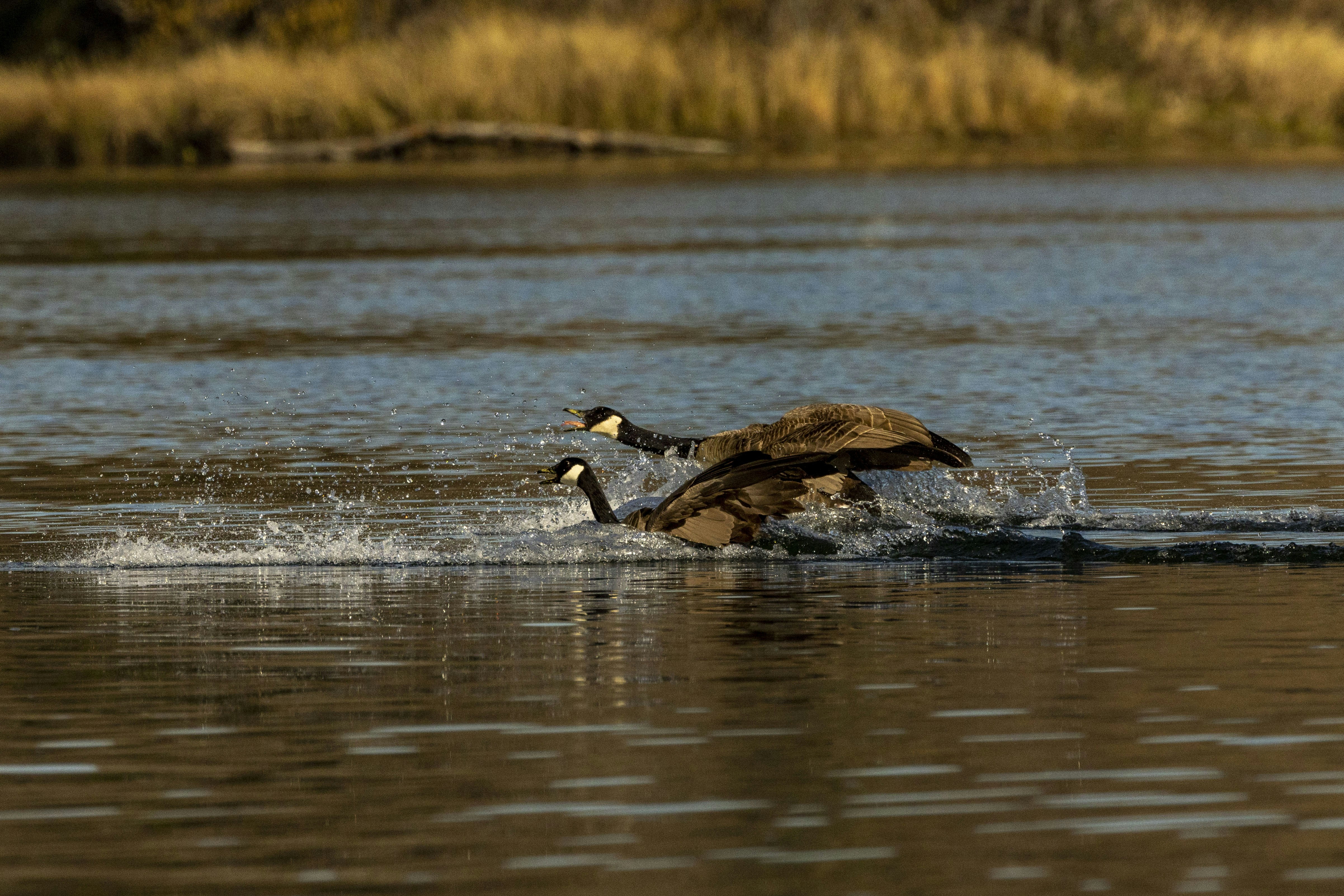 Photo by leo_visions_