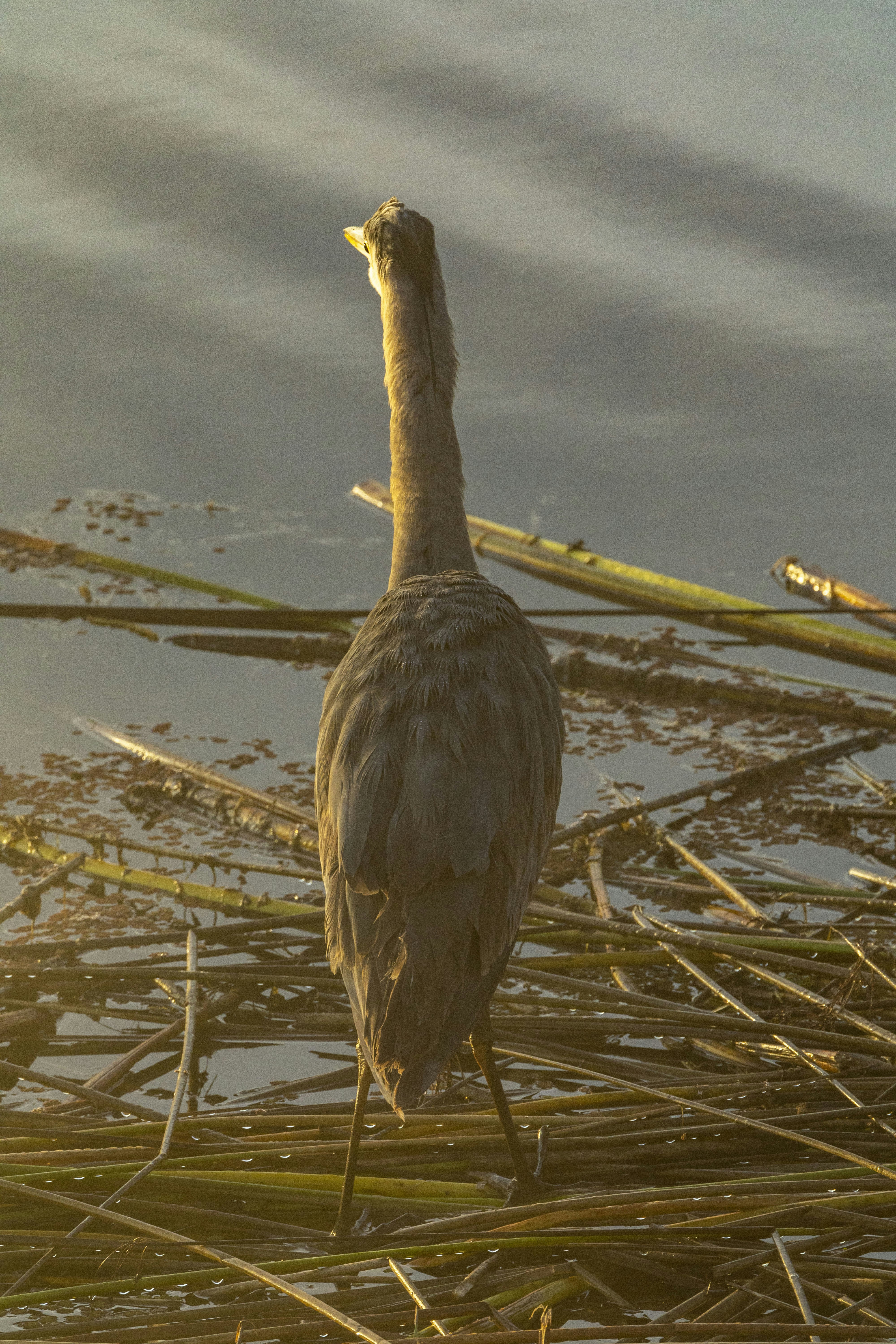 Photo by leo_visions_