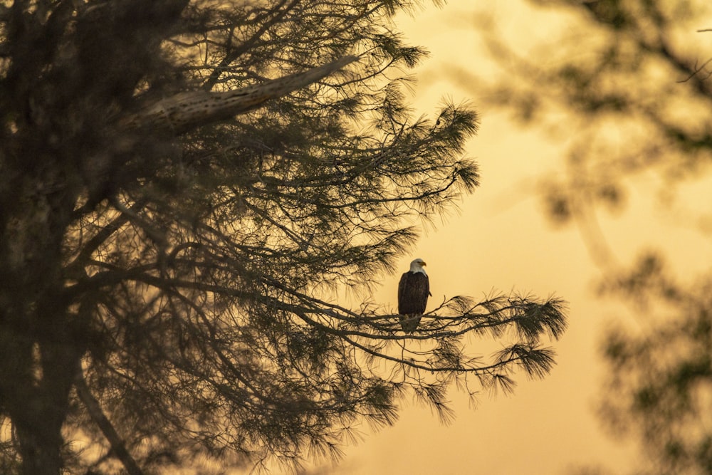 a bird sitting on a tree branch