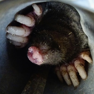 A star-nosed mole poking its unique star-shaped nose through soil.