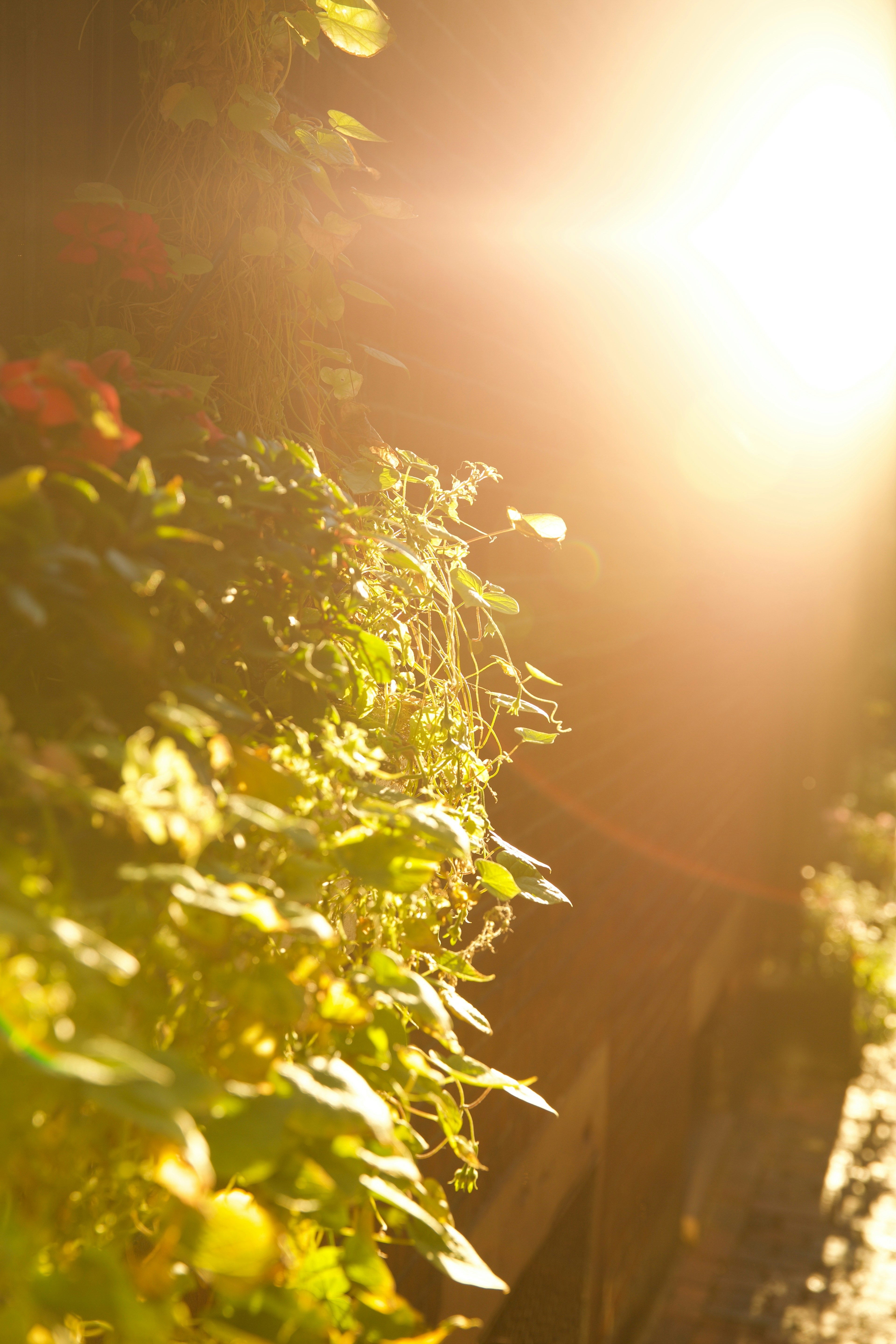 Photo by tommyskywalker