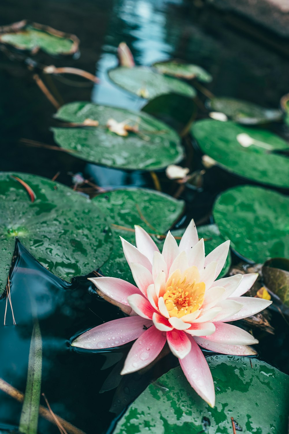 a pink flower on a lily pad