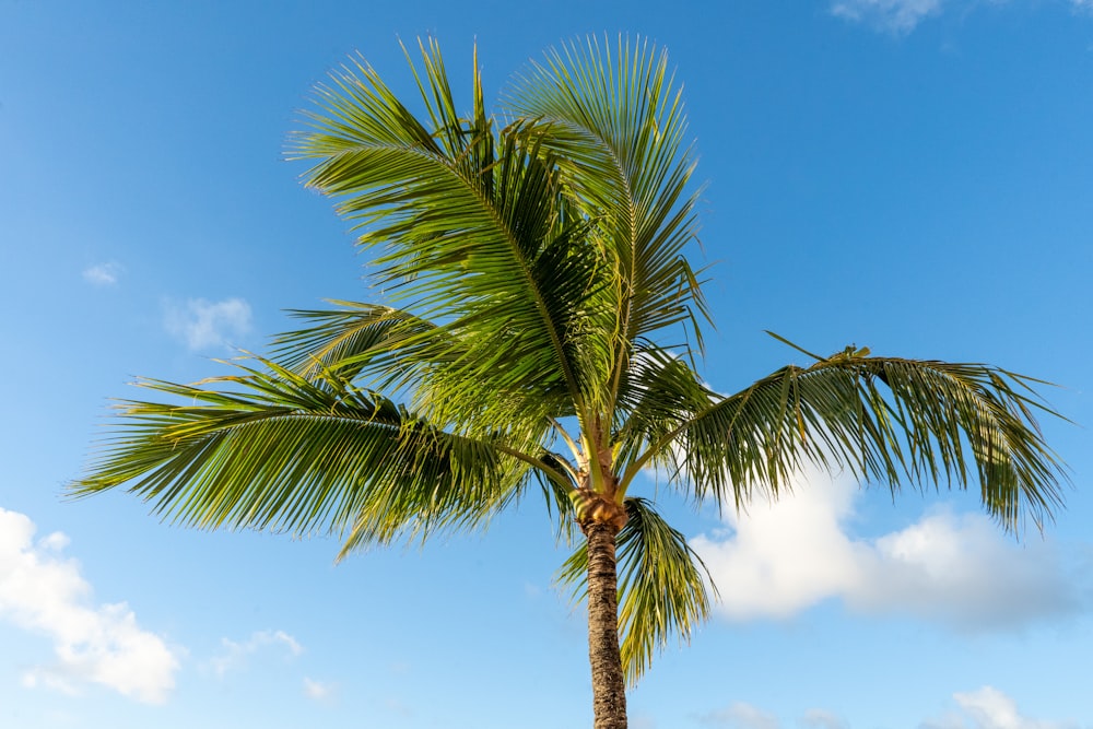 Eine Palme vor blauem Himmel