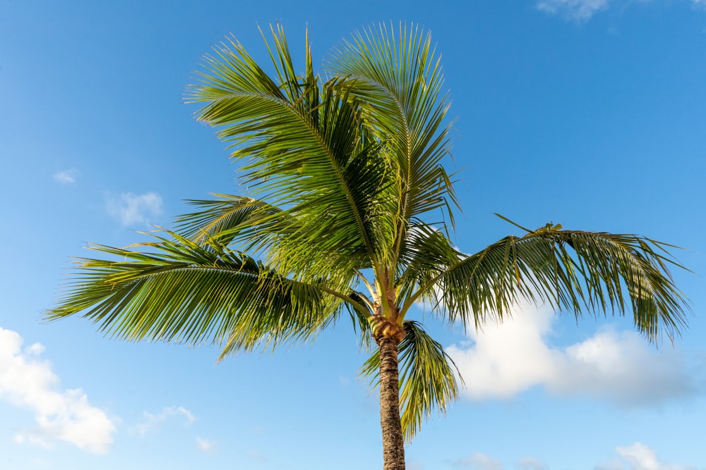 a palm tree against a blue sky