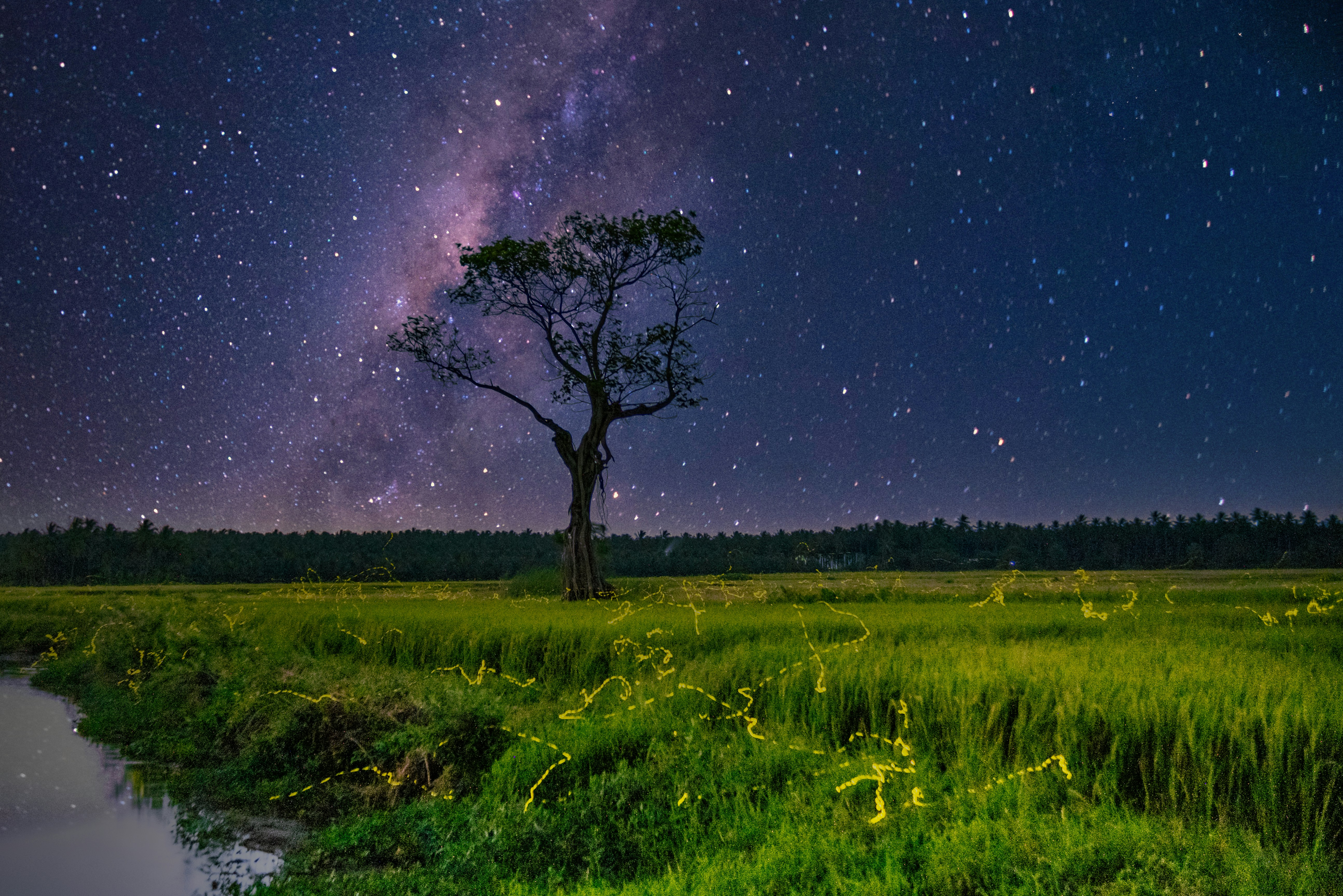 A tree in a field photo – Free Nature Image on Unsplash