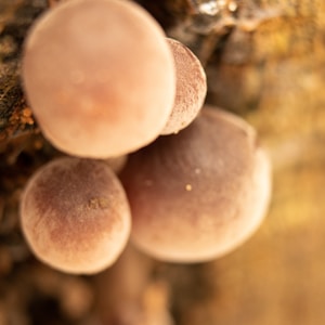 Shiitake Mushrooms