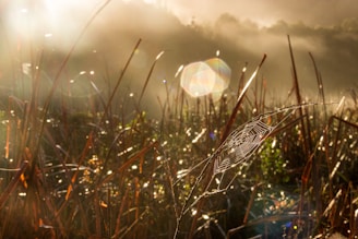 a spider web in a field