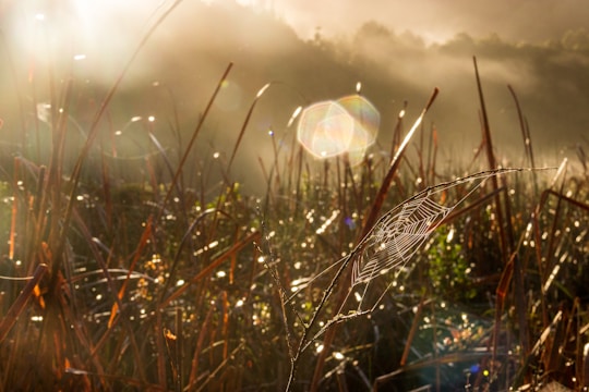 a spider web in a field
