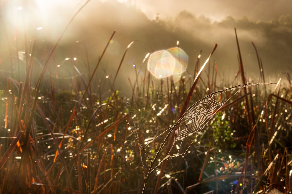 a spider web in a field